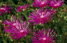 Blumengarten - Lampranthus