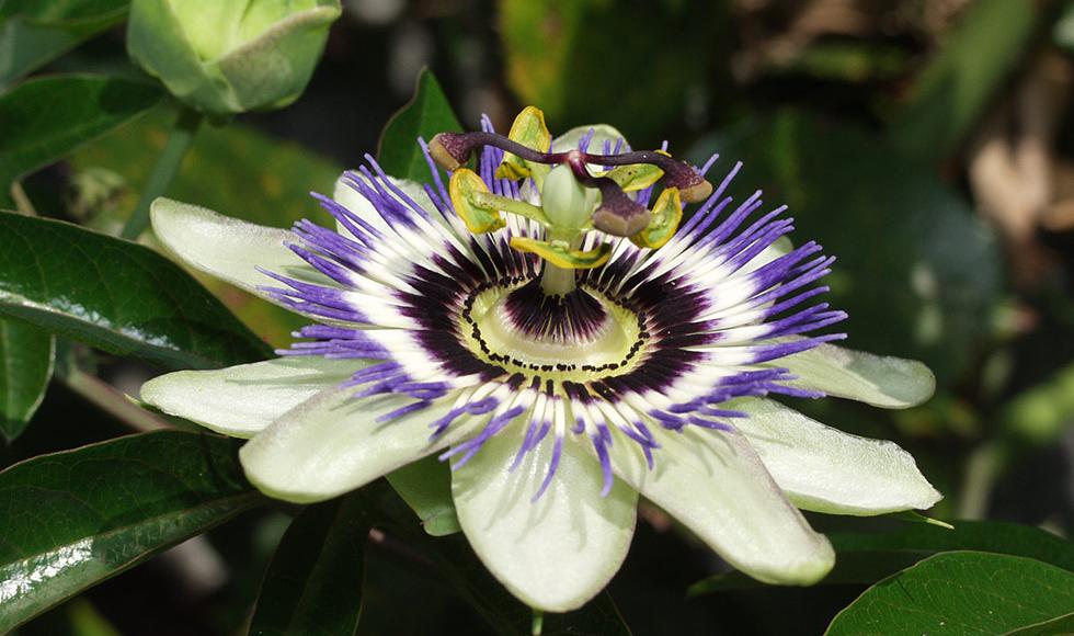 Passiflora nel giardino del Garni Taubenthaler