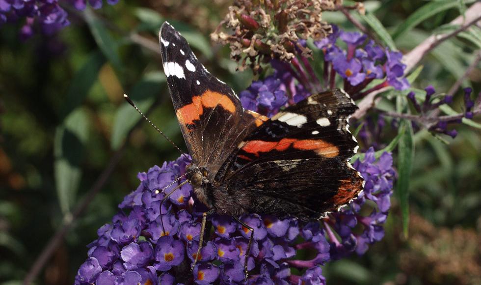 Schmetterling auf lila Blume