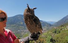 Centro recupero Avifauna - Castel Tirolo